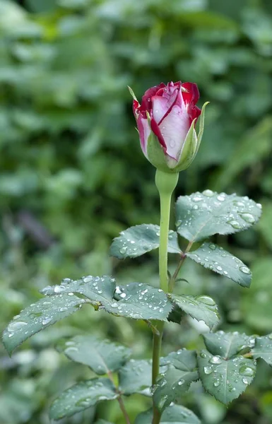 Vermelho Rosa Bud Com Gotas Chuva Fundo Natureza Turva Macro — Fotografia de Stock