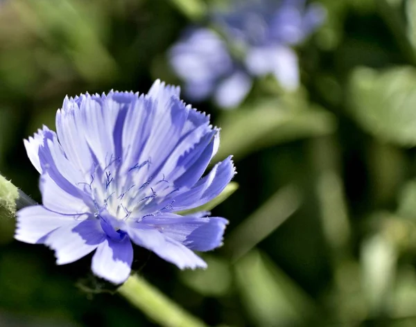 Flor Azul Chicória Luz Sol Manhã Foco Suave — Fotografia de Stock