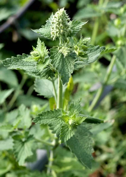 Трава Мелисса Растение Латинским Именем Melissa Officinalis — стоковое фото