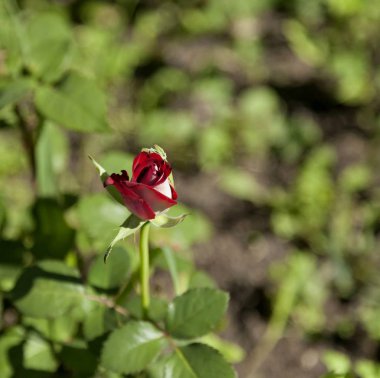 bulanık doğa arka plan üzerinde kırmızı çiçek açan gül