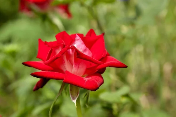 Florescendo Rosa Vermelha Fundo Natureza Turva — Fotografia de Stock