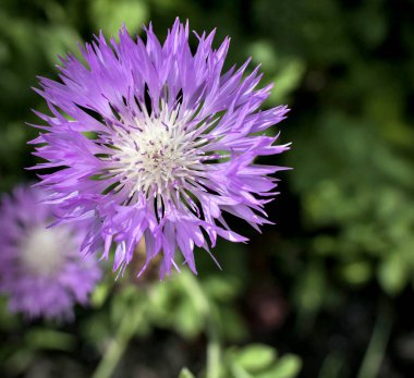 bulanık yeşil doğa arka plan üzerinde gül peygamber çiçeği çiçek