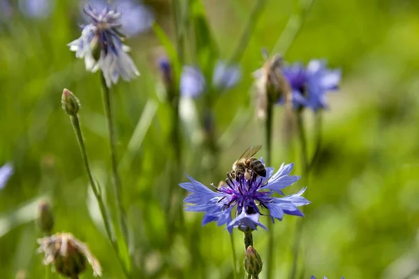 Bee Verzamelt Nectar Uit Een Bloeiende Korenbloem Soft Focus Sea — Stockfoto
