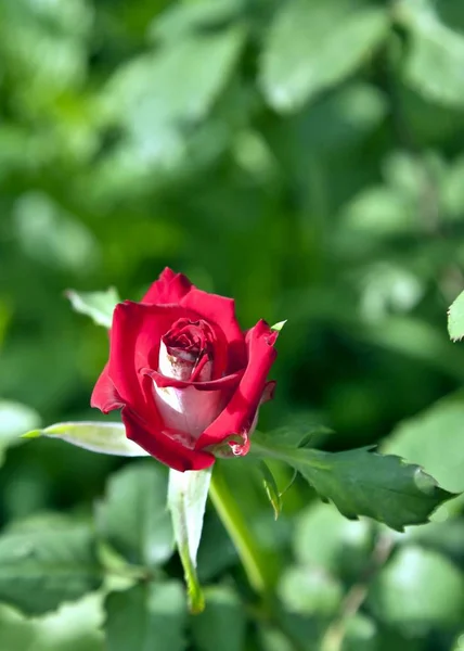 ぼやけて自然背景にバラ咲く赤 — ストック写真