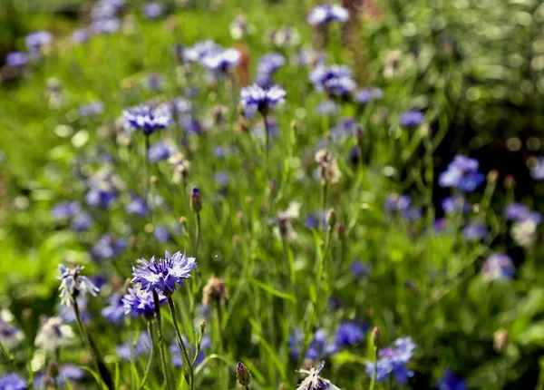 Cornflowers Azul Floresceu Fundo Desfocado Natureza Verde — Fotografia de Stock