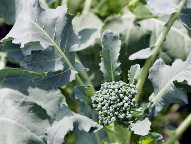 brokoli bahçede büyük yeşil yaprakları