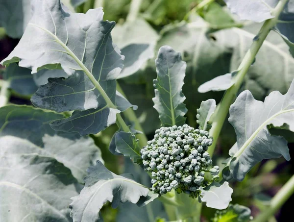 brokoli bahçede büyük yeşil yaprakları