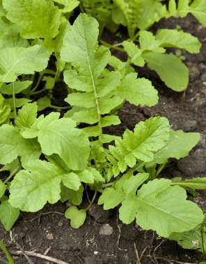 turp daikon bahçede parlak güneşli bir günde büyür.