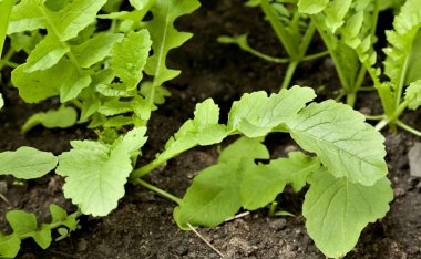 turp daikon bahçede parlak güneşli bir günde büyür.