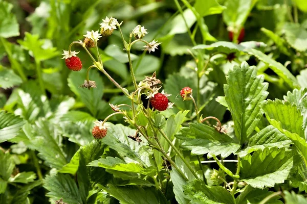 Morango Jardim Amadurece Uma Cama Dia Ensolarado Brilhante — Fotografia de Stock