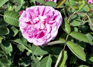 sabah güneş tarafından aydınlatılmış pembe gül