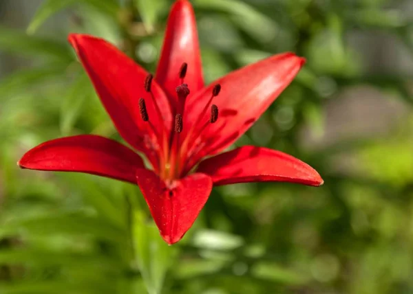 Güneşli Bir Günde Bahçede Kırmızı Lilyum Çiçek — Stok fotoğraf