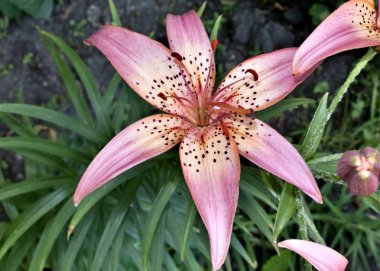 OSE Lily sabahın erken saatlerinde bahçede çiçek açar