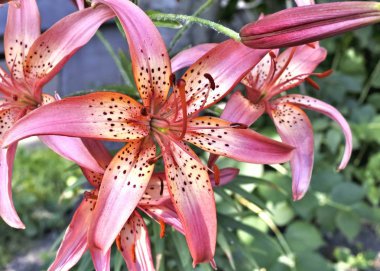 OSE Lily sabahın erken saatlerinde bahçede çiçek açar