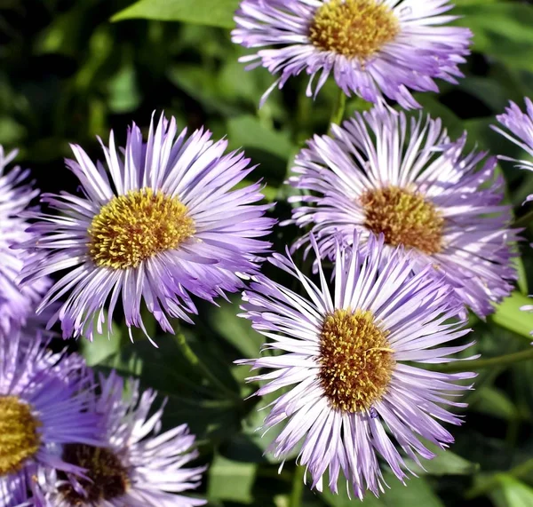 Bellissimi Fiori Melkolepestnik Con Nome Latino Erigeron — Foto Stock