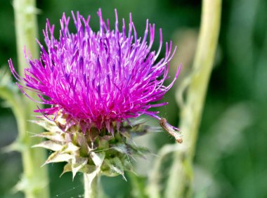 parlak güneş ışığı altında güzel mor Thistle çiçek açar