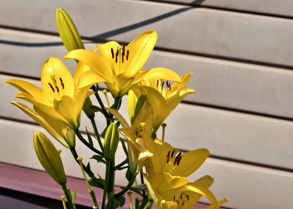 Цветет Желтая Лили Саду Освещенном Солнцем — стоковое фото