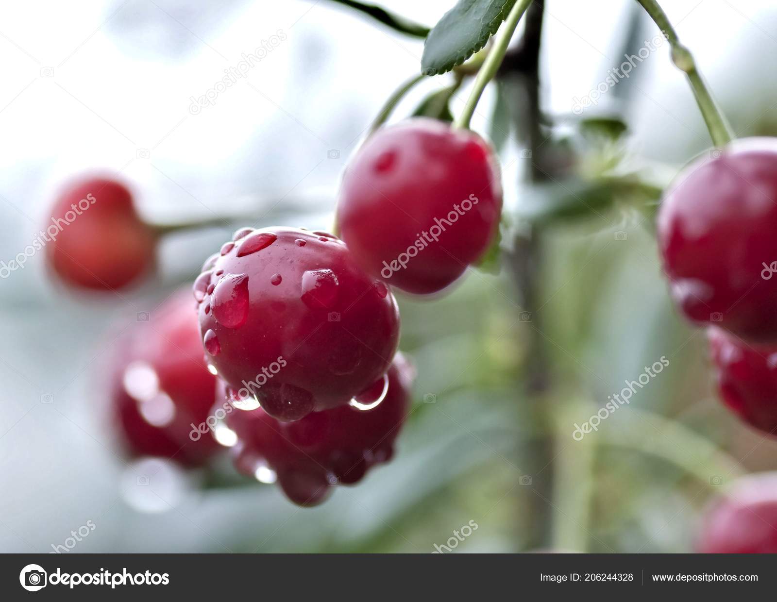 Cherry Rain Nude Photos 5 Cherry Rain Nude Photos 39