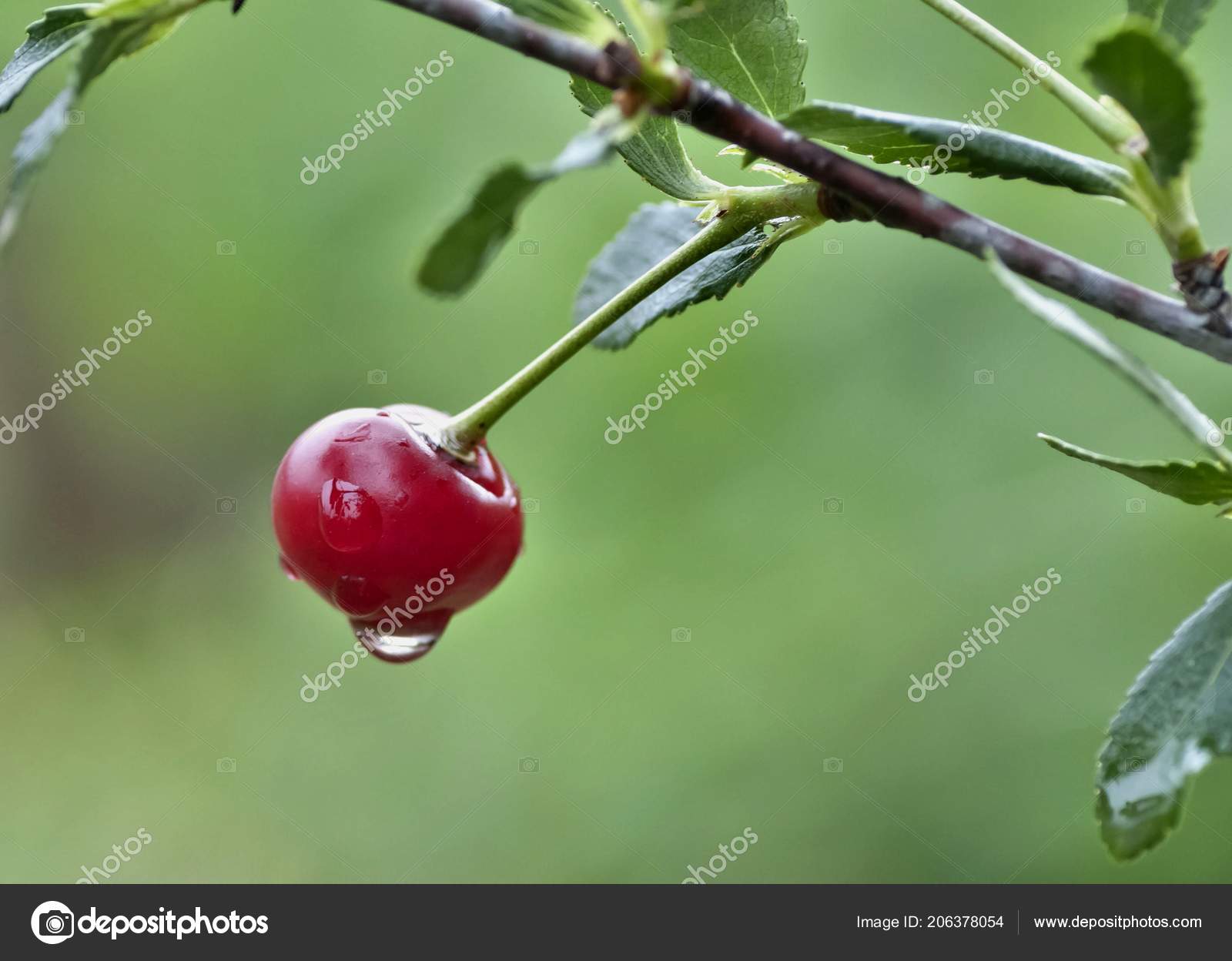 Cherry Rain Nude Photos 39 Cherry Rain Nude Photos 89