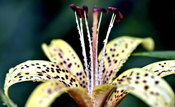 Sarı Tiger Lily Yaprakları Üzerinde Yağmur Damlaları Ile Bulutlu Sabah — Stok fotoğraf