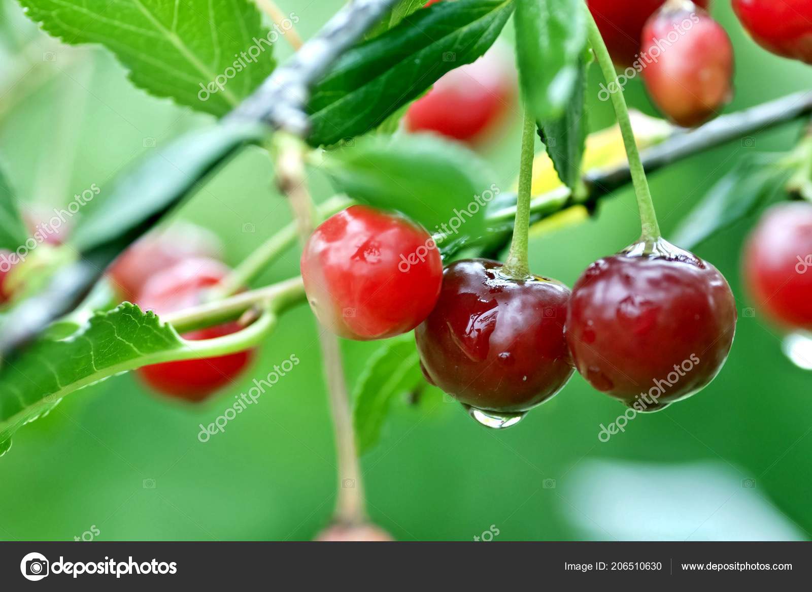 Cherry Rain Nude Photos 20 Cherry Rain Nude Photos 8
