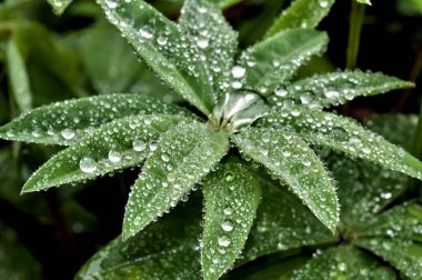 bulutlu hava, yumuşak odak sabahın erken saatlerinde yeşil bitki yaprakları üzerinde yuvarlak çiğ damlaları