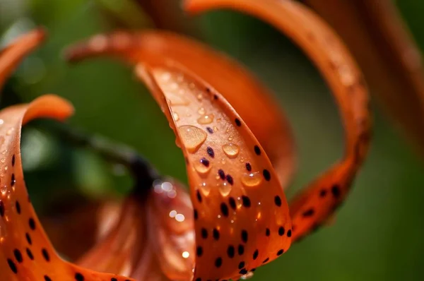 Pomarańczowy tiger Lily z deszczu, makro, nieostrość — Zdjęcie stockowe