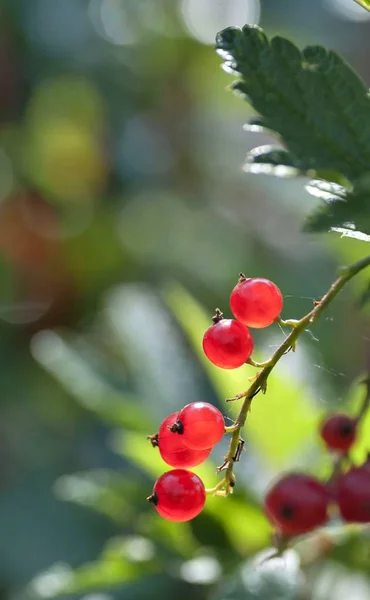 Czerwona Porzeczka Nasłonecznionego Dojrzewa Ogrodzie — Zdjęcie stockowe