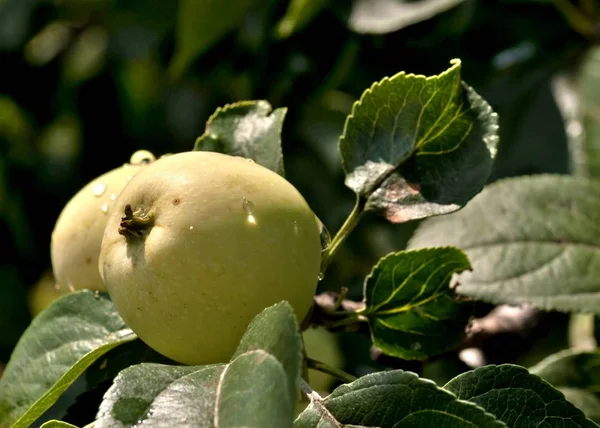 Appels op een appelboom met regendruppels — Stockfoto