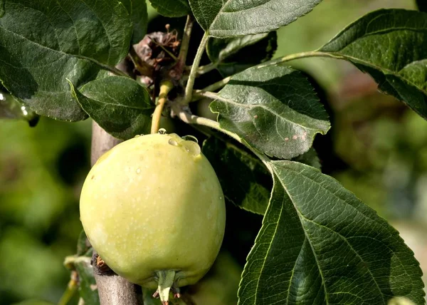 Appels Een Appelboom Met Regendruppels Verlicht Door Zon — Stockfoto