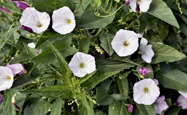 Flowers Bindweed Plant Latin Name Convolvulus Weed — Stock Photo, Image