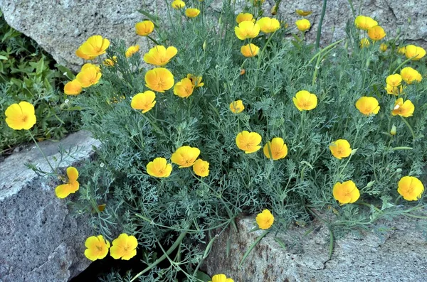 Granit Taşlar Arasında Sarı Çiçekler Açar — Stok fotoğraf