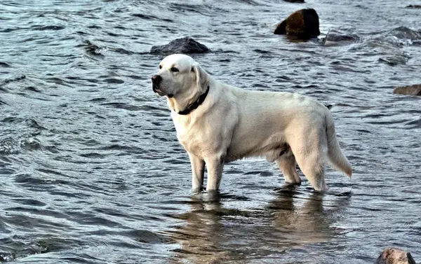 Dog white Labrador standing in the water and squinting from the sun — Stock Photo, Image