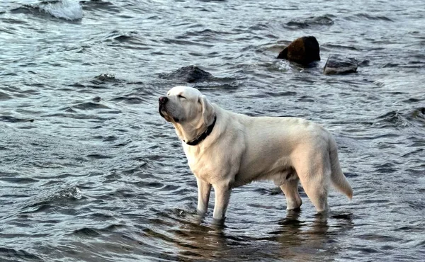 Dog white Labrador standing in the water and squinting from the sun — Stock Photo, Image