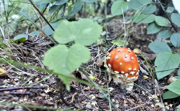 Seta roja con el nombre latino Amanita muscaria creció en el bosque —  Fotos de Stock