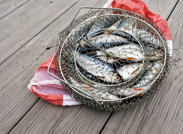 Caught fresh fish in a metal cage — Stock Photo, Image