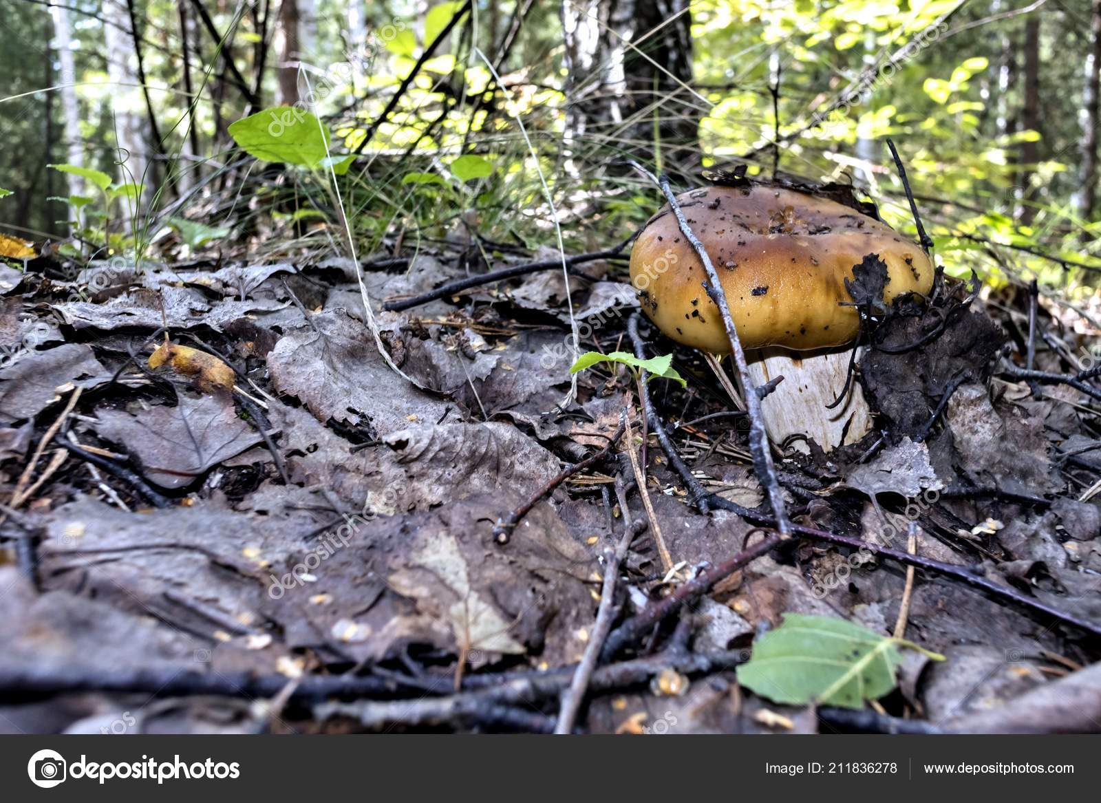 Unduh 84 Koleksi Gambar Flora Dan Fauna Dan Nama Latinnya Terbaik 