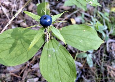 Paris quadrifolia Latince adı ile zehirli bitki