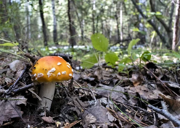 年轻的红蘑菇与拉丁名字鹅 muscaria 在森林里长大 — 图库照片