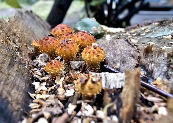 Vários cogumelos laranja jovens crescem perto das raízes — Fotografia de Stock