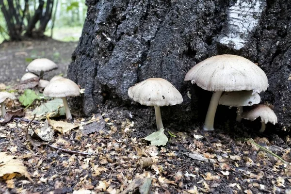 Varios hongos jóvenes crecen cerca de las raíces — Foto de Stock