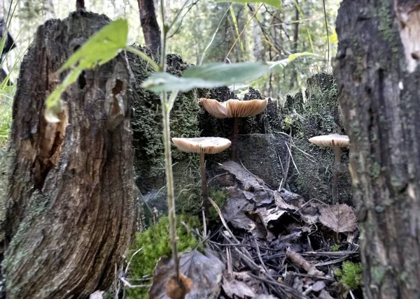 Plusieurs Jeunes Champignons Poussent Près Des Racines Arbre — Photo