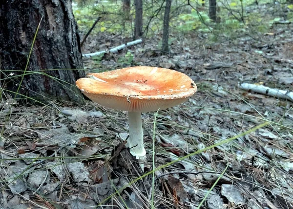红色蘑菇与拉丁名字鹅 Muscaria 在森林里长大在树之下 底部看法 — 图库照片