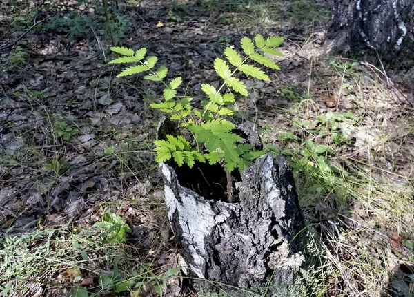 Växt som odlas i gamla stubben — Stockfoto