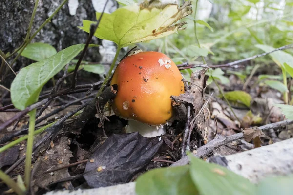 红色蘑菇 拉丁文名为Amanita Muscaria 生长在一棵树下的森林里 — 图库照片