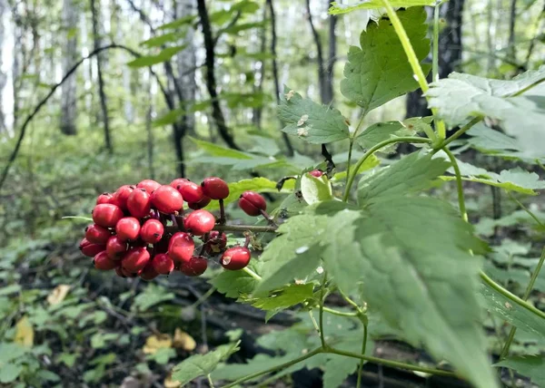 Baies Rouges Poussant Sur Les Buissons Fourche — Photo