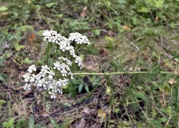 Medicinal Plant Yarrow Growing Forest — Stock Photo, Image