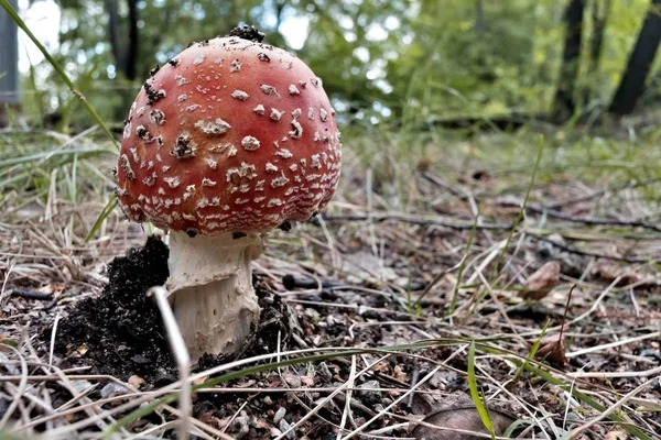 Cogumelo Vermelho Com Nome Latino Amanita Muscaria Cresceu Floresta Abaixo — Fotografia de Stock