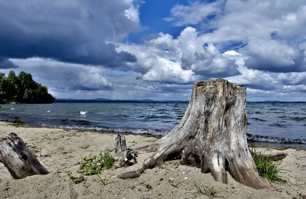 Tunggul kayu tua di danau — Stok Foto