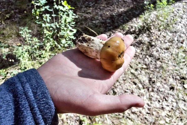 Pilz mit dem lateinischen Namen russula foetens liegt auf der Handfläche — Stockfoto